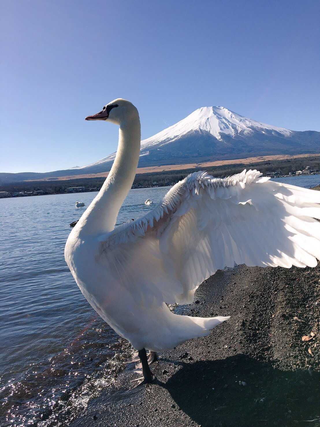 富士山と白鳥