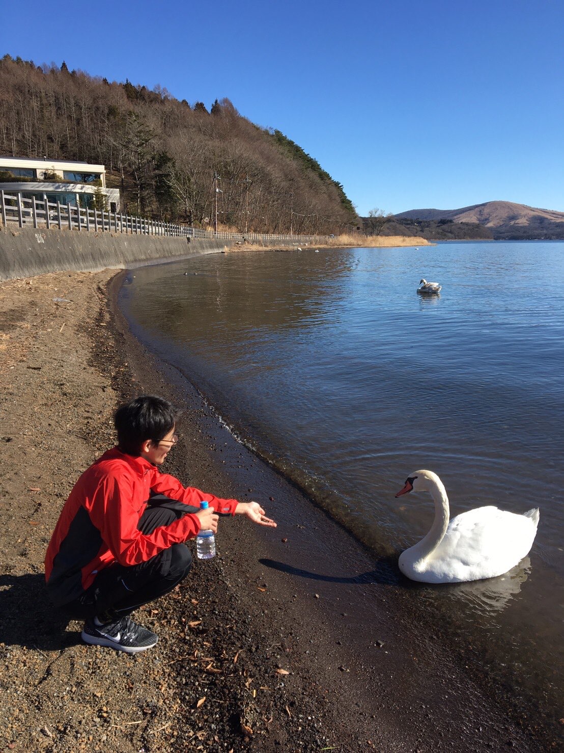 遼と白鳥